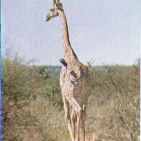 Imagem por omissão