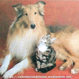 Imagem por omissão